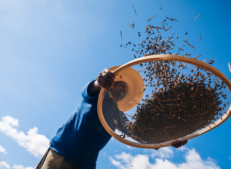 Safra pode alcançar recorde de 65,1 milhões de sacas