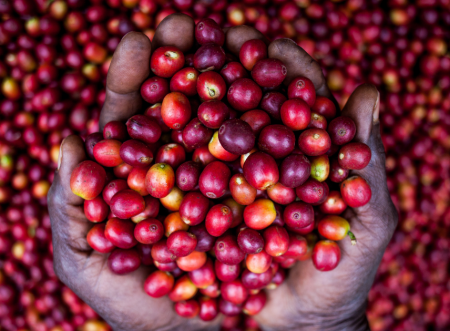 Uganda supera Etiópia e lidera exportações de café na África