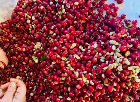 Lavouras da Argentina apostam em produção de cafés arábica