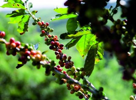 El Niño reacende debate sobre próxima safra de café