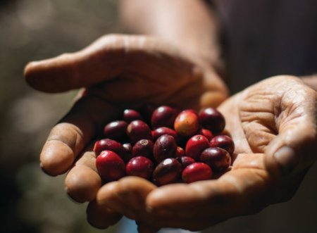 Você sabe como nasce uma nova cultivar de café?